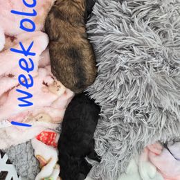 Maltipoo Puppies from Fasnacht Fuzzy Maltipoos LLC