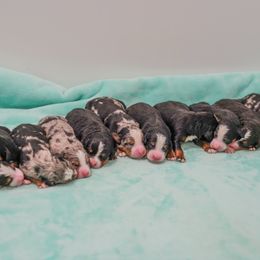 Bernedoodle Puppies from Down Home Doodle