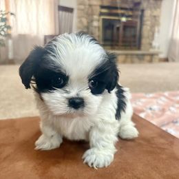 German Shepherd and Shih Tzu Puppies from Carlson Hill Farm
