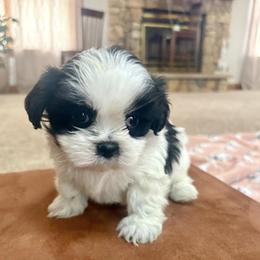 German Shepherd and Shih Tzu Puppies from Carlson Hill Farm