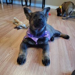 Yoshi (Purple female) - Sable female German Shepherd puppy in Winchester, Kentucky from Del Lago Canine