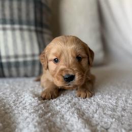 Male 1, Green - Golden male Golden Retriever puppy in Utah from Deseret Peak Goldens