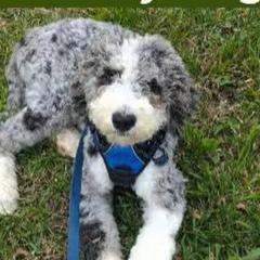 Double Doodles from Parker's Alpine Sheepadoodles