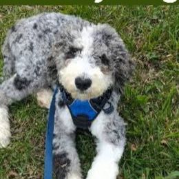 Double Doodles from Parker's Alpine Sheepadoodles