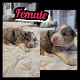 GIRL -A - Blue merle female Australian Shepherd puppy in Yakima, Washington from Luna's Australian Shepherd