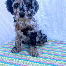 Aussiedoodle, Australian Shepherd, Bernedoodle, Cockapoo, and Poodle Puppies from Sis' Doodles & Poodles