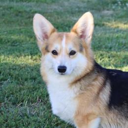 Pumpkin - Pembroke Welsh Corgi