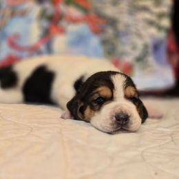 Flower - Brown black and white female Basset Hound puppy in Valley, Washington from Enchanted Valley Paws