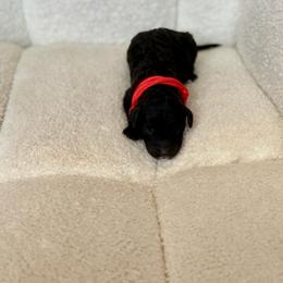 Charlie - Black male Goldendoodle puppy in Twin Falls, Idaho from Burrow & Bone