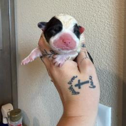 Jasper - Black and tan male Pembroke Welsh Corgi puppy in Aberdeen, Washington from Coastal country Farms