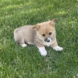 American Corgi and Pembroke Welsh Corgi Puppies from Flying K Corgis