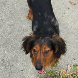 Dachshunds from Trust Fund Devil Kennel