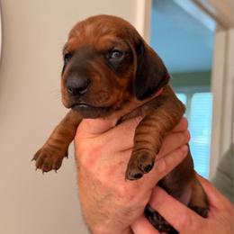 Bella - Red female Dachshund puppy in Fort Wayne, Indiana from Hot Dog Haven