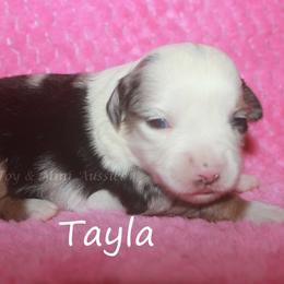 Tayla - Blue merle female Miniature American Shepherd puppy in Godley, Texas from Flying H Toy and Mini Aussies