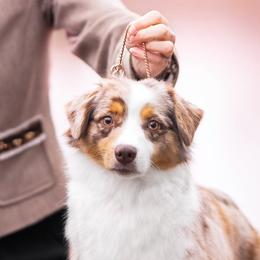 Miniature Australian Shepherds from Bonbelle