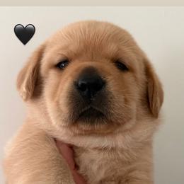 Black collar - Yellow female Labrador Retriever puppy in Clinton, Tennessee from Summer Rose