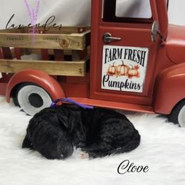 Clove - Black female Poodle puppy in Mancelona, Michigan from Lavender poodles & doodles