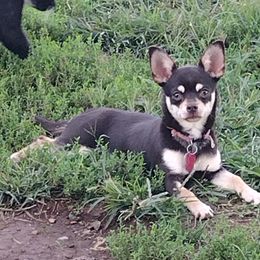 Chihuahuas from The Z Spot Exotics