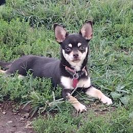 Chihuahuas from The Z Spot Exotics