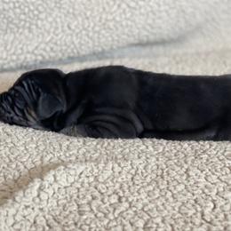 Brindle Point - Black male Great Dane puppy in Kimball, Michigan from Starlight Danes