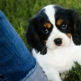 Cavalier King Charles Spaniel Puppies from Happily Ever After Cavaliers