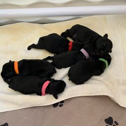 Miniature Schnauzer Puppies from Montage Miniature Schnauzers