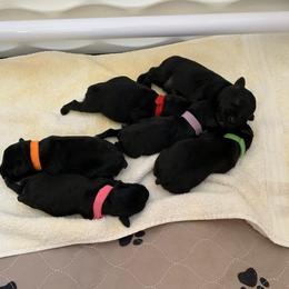 Miniature Schnauzer Puppies from Montage Miniature Schnauzers