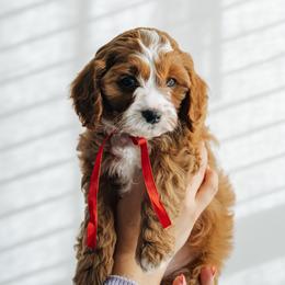 Cavapoo puppies from Abner Creek Poodles & Doodles