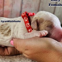 Lucy - Parti female Goldendoodle puppy in Peytno, Colorado from Grace N Faith Doodles