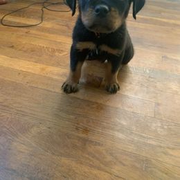 Rottweiler Puppies from Rottweiler Land