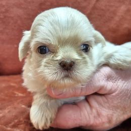 RIPLEY - Liver and white male Shih Tzu puppy in Candler, North Carolina from Pup-Tzu WNC