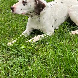 Dalmatian puppies from Missouri Dalmatians