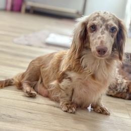 Eleanor - Dachshund