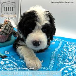 GLACIER - Black and white male Sheepadoodle puppy in Charlo, Montana from Heavenly Hilltop Farm