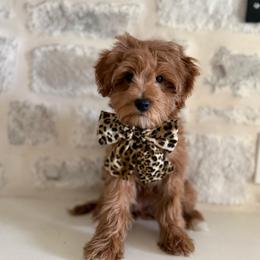 Dolly - Red  female Goldendoodle puppy in Modesto, California from Central Valley Canine Companions