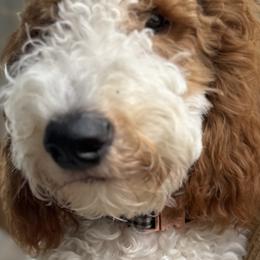 Goldendoodles from Perfect Fit Poodles & Doodles