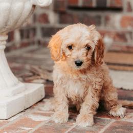 Green Boy - Apricot male Cavapoo puppy in Mckinney, Texas from Doodles of North Tx