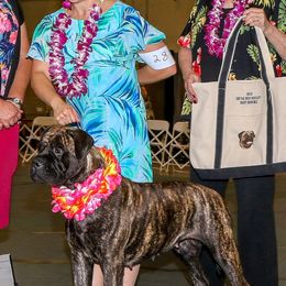 Brittanys and Bullmastiffs from River’s Crossing Brittanys and Maestra Bullmastiff
