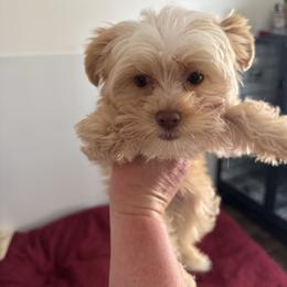 Teddy - Gold male Yorkshire Terrier puppy in Knoxville, Tennessee from Rainbow Bliss Yorkies