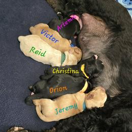Orion - Black male Australian Labradoodle puppy in Billings, Montana from Doodle Around