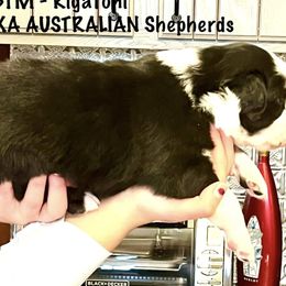 Boy 1 - Australian Shepherd puppy from XA AUSTRALIAN SHEPHERDS