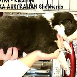 Boy 1 - Australian Shepherd puppy from XA AUSTRALIAN SHEPHERDS