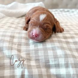 Cozy - Red  male Goldendoodle puppy in Vancouver, Washington from Pnwfamilydoodles