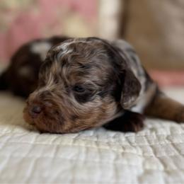 Ramona Quinby - Chocolate female Cavapoo puppy in Beckley, West Virginia from By Design Doodles