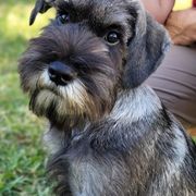 Standard Schnauzers from Steadfast Standard Schnauzers