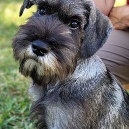 Standard Schnauzers from Steadfast Standard Schnauzers