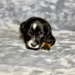 Sprite - Black tri female Miniature Australian Shepherd puppy in Lincoln, California from Country Dreams Mini Aussies