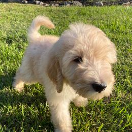 Goldendoodle Puppies from Toneytails Doodles