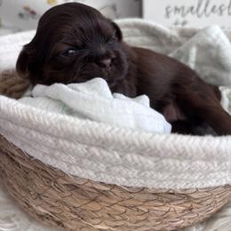 Cedar - Chocolate male Shih Tzu puppy in Avondale, Arizona from Riley Family Shih Tzus