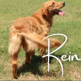 Rein - Golden Retriever